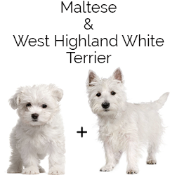 Highland Maltie Dog